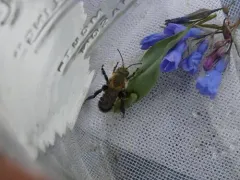 Osmia longula thumbnail 4
