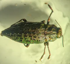 Dicerca tuberculata thumbnail 4
