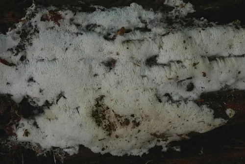 Trechispora mollusca