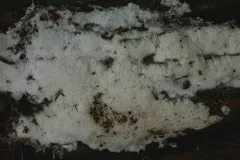 Trechispora mollusca thumbnail 1