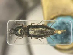 Setasomus rufopleuralis thumbnail 1