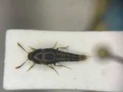 Sepedophilus cinctulus thumbnail 1