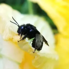 Two-spotted Longhorn Bee thumbnail 4