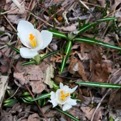 Spring Crocus thumbnail 1