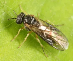 Acordulecera dorsalis thumbnail 3