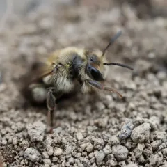 Trout-lily Mining Bee thumbnail 4