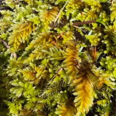 pinnatifid homalothecium moss thumbnail 3