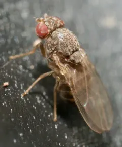 Hydei Fruit Fly thumbnail 4
