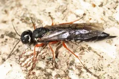 Xiphydria mellipes thumbnail 2