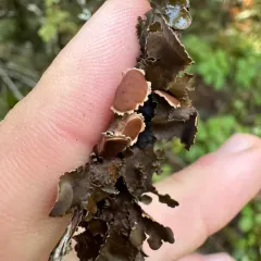 Fringed Kidney Lichen thumbnail 4