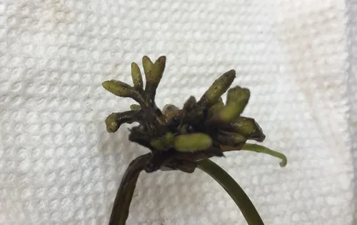 Membranosorus heterantherae