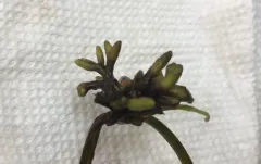 Membranosorus heterantherae thumbnail 1