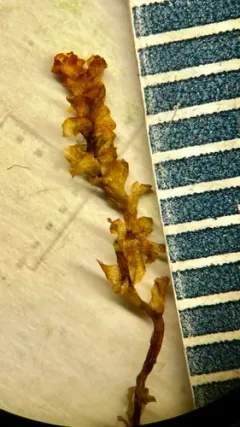 Flush Notchwort thumbnail 2