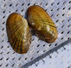 Rainbow Mussel thumbnail 4