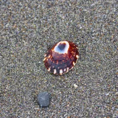 Shield Limpet thumbnail 4