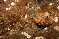 Fringed Sculpin thumbnail 3