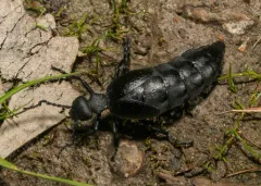 Meloe bitoricollis thumbnail 3