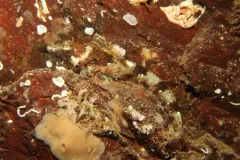 Thornback Sculpin thumbnail 2
