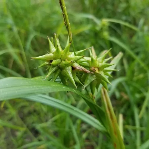 Gray's sedge