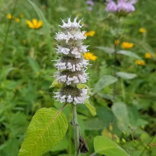 Hairy Wood Mint