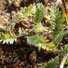 Blackish Locoweed thumbnail 2