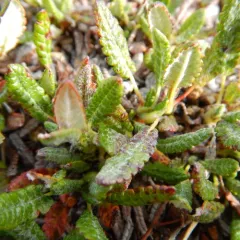 Crenulate-leaved Mountain-Avens thumbnail 3