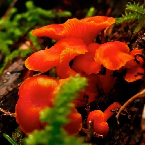 Honey Waxcap