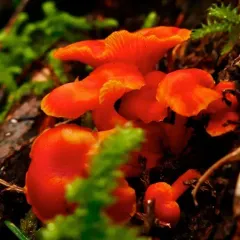 Honey Waxcap thumbnail 1