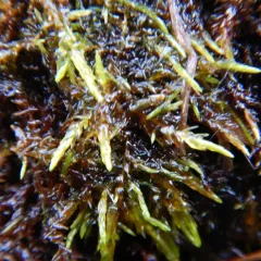 Giant Calliergon Moss thumbnail 2