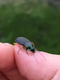 Chlaenius impunctifrons thumbnail 1
