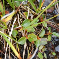 Polar Willow thumbnail 2