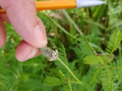 foxtail prairie clover thumbnail 1