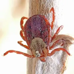 Rocky Mountain Wood Tick thumbnail 2
