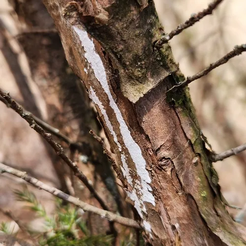 Dendrothele nivosa