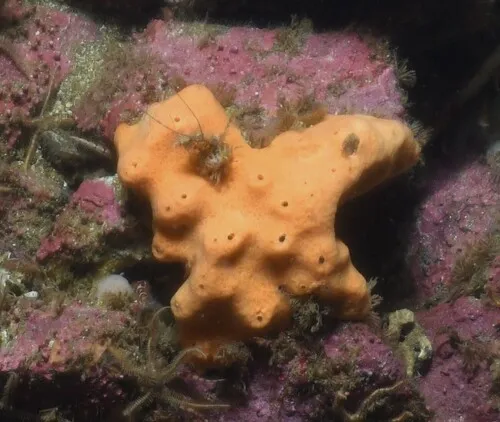 Myxilla fimbriata