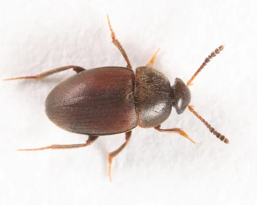 Catops paramericanus