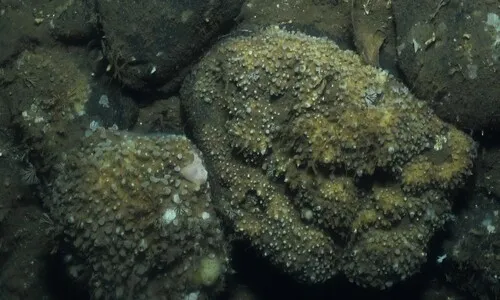 Tedania suctoria