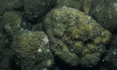 Tedania suctoria thumbnail 1