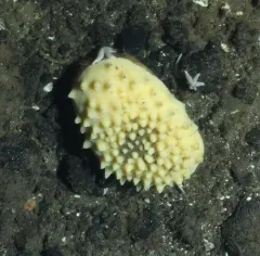 Polymastia uberrima thumbnail 2