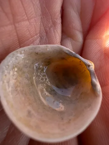 Morton's Cockle