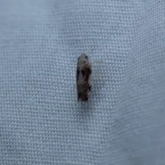 Scaphoideus intricatus thumbnail 3