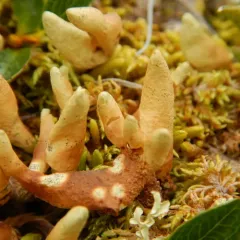 Arctic Butterfingers Lichen thumbnail 2