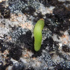 Giant Birch Sawfly thumbnail 4