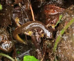 Columbia Torrent Salamander thumbnail 3