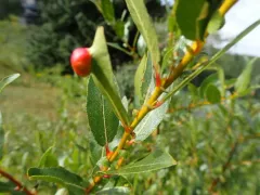 McCalla's Willow thumbnail 1