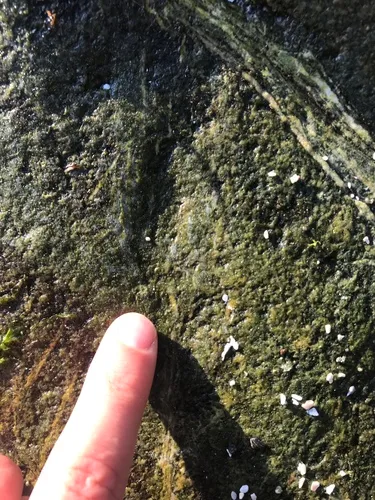 Blidingia minima