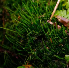 Anthoceros fusiformis thumbnail 3