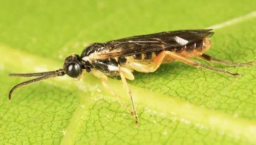 Ametastegia aperta