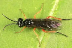 Dock Sawfly thumbnail 2