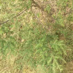 eastern hemlock thumbnail 2